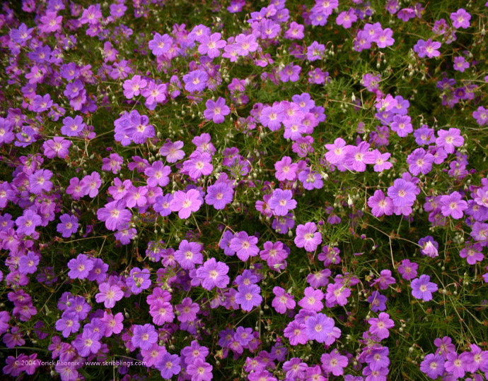 04x104_0426c.jpg