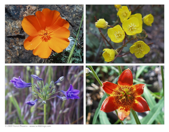 4Flowersc.jpg