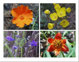 4Flowersc.jpg
