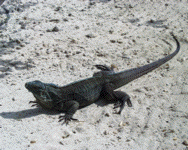 Blue Iguana