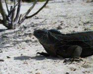 Blue Iguana 2