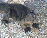 Blue Iguana 3