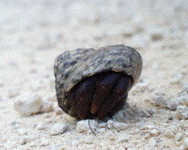 Hermit Crab