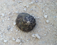 Hermit Crab 2