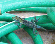 Lizzard