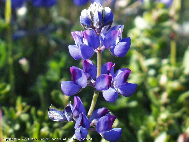 Image 27.jpg