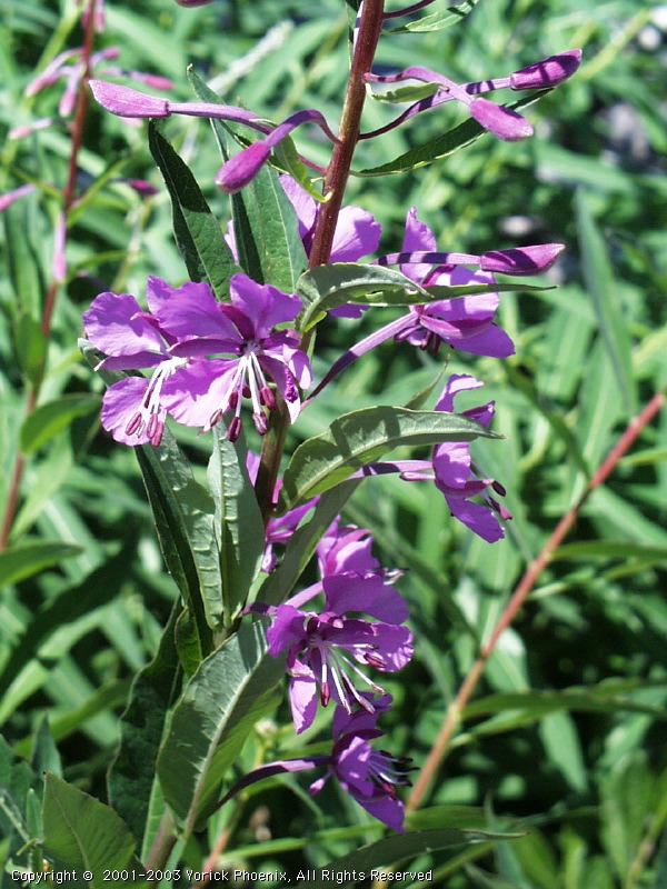 Image 29.jpg
