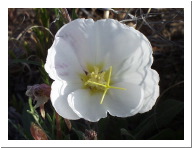 Image 05.JPG