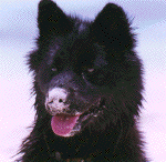 LucyDog.gif